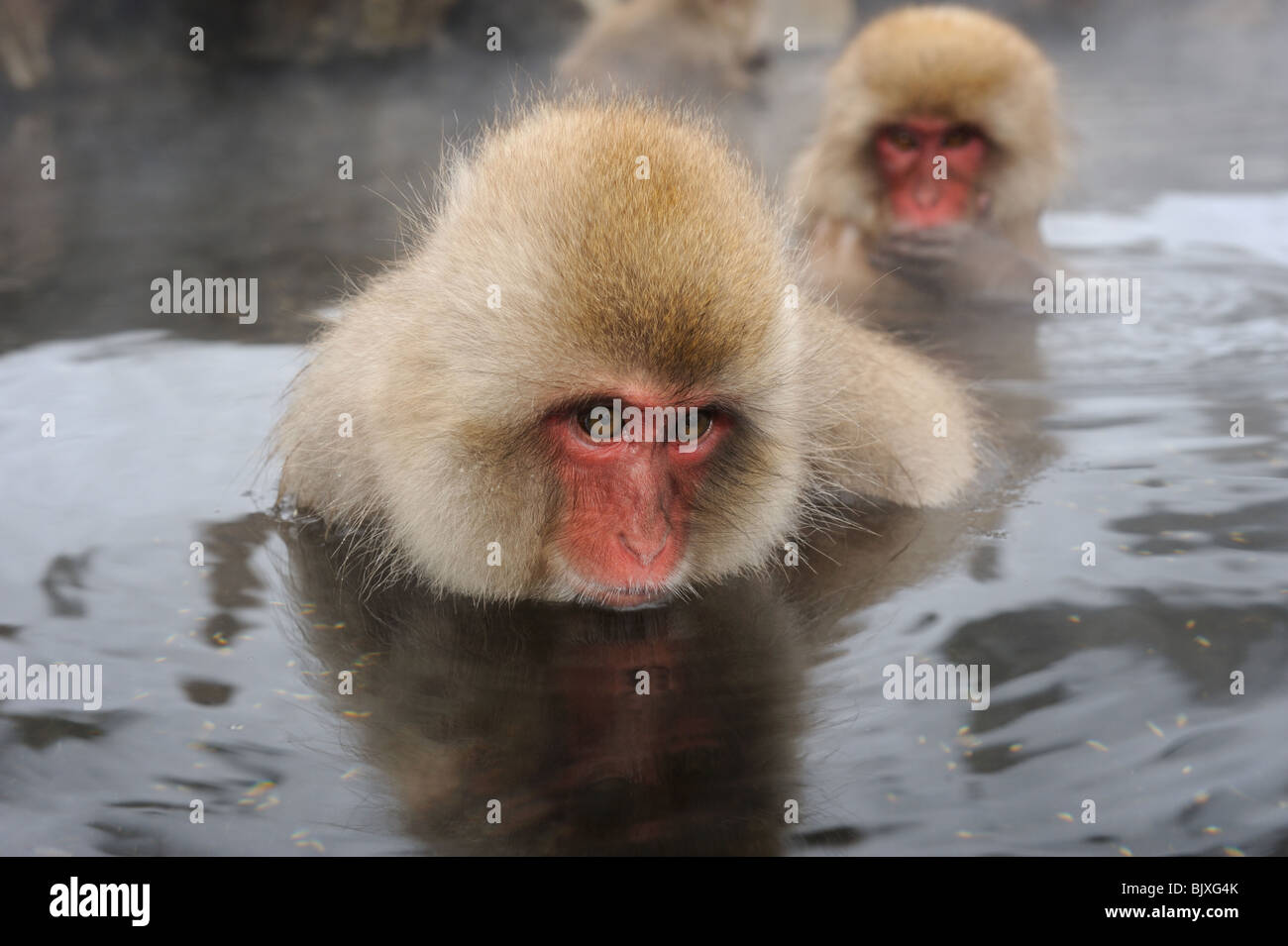 Two Snow monkeys bathing in hotspring in Winter. Location is