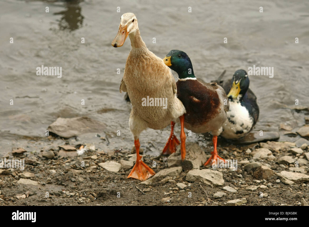 mallards and indian runner duck Stock Photo