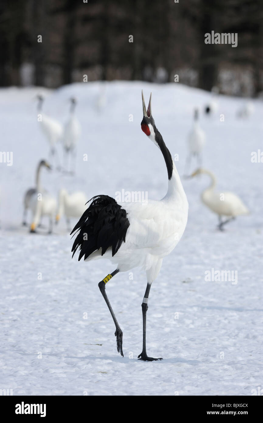 Redcrowned crane calling—Hokkaido Japan Stock Photo Alamy