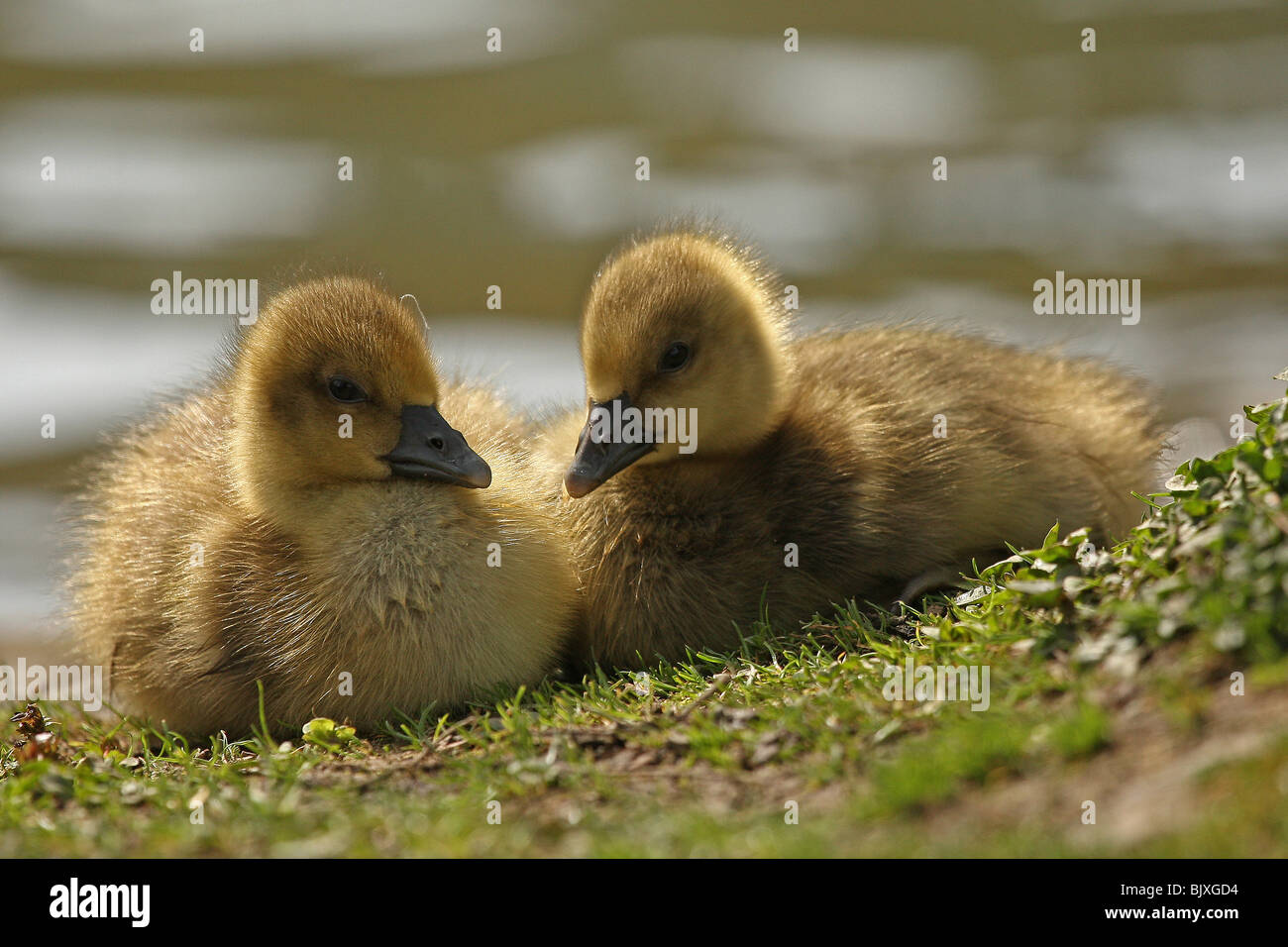 young greylag geese Stock Photo