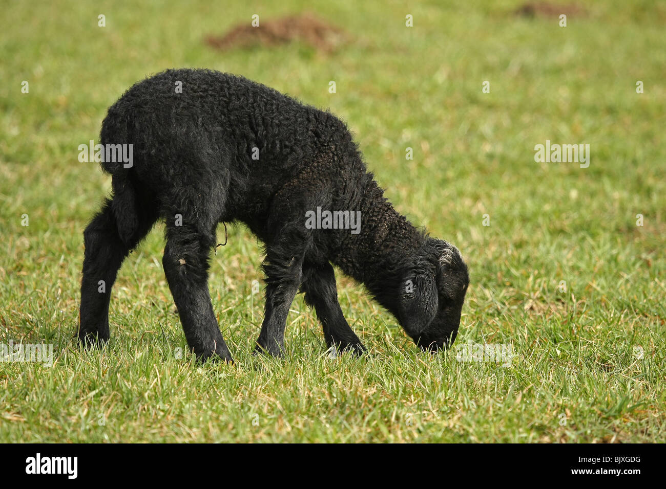 black lamb Stock Photo