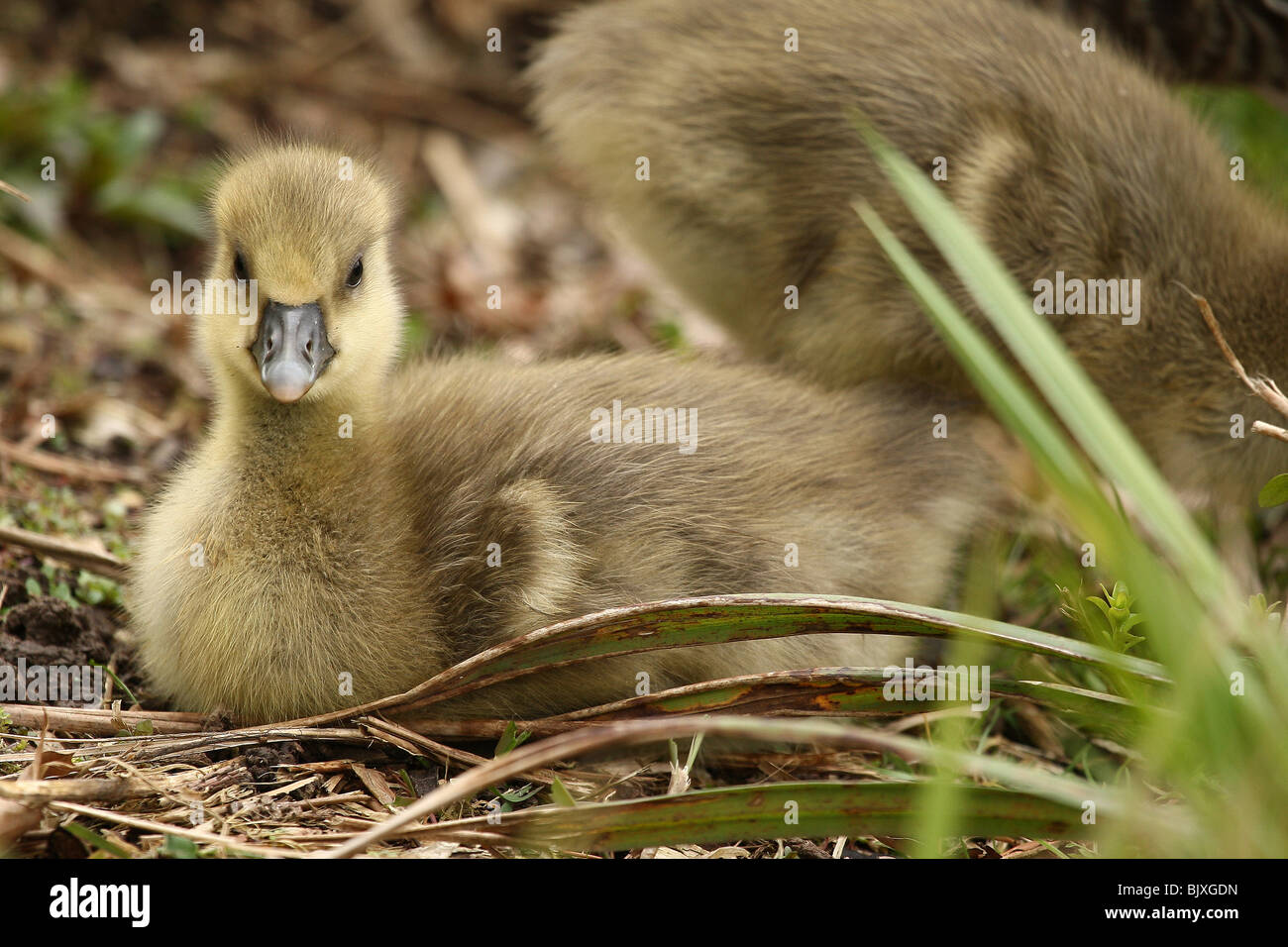 young greylag goose Stock Photo
