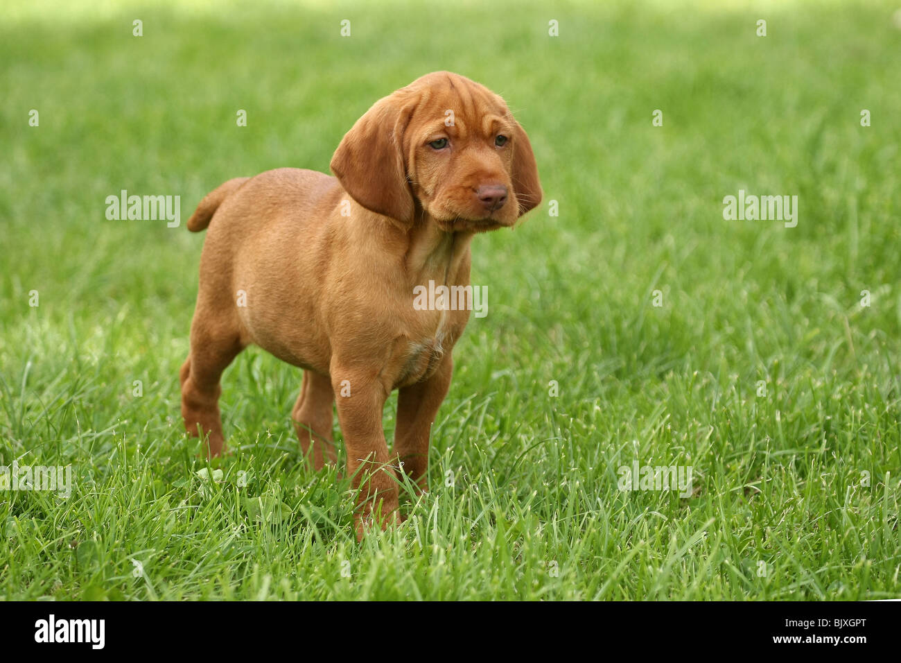 baby vizsla puppies