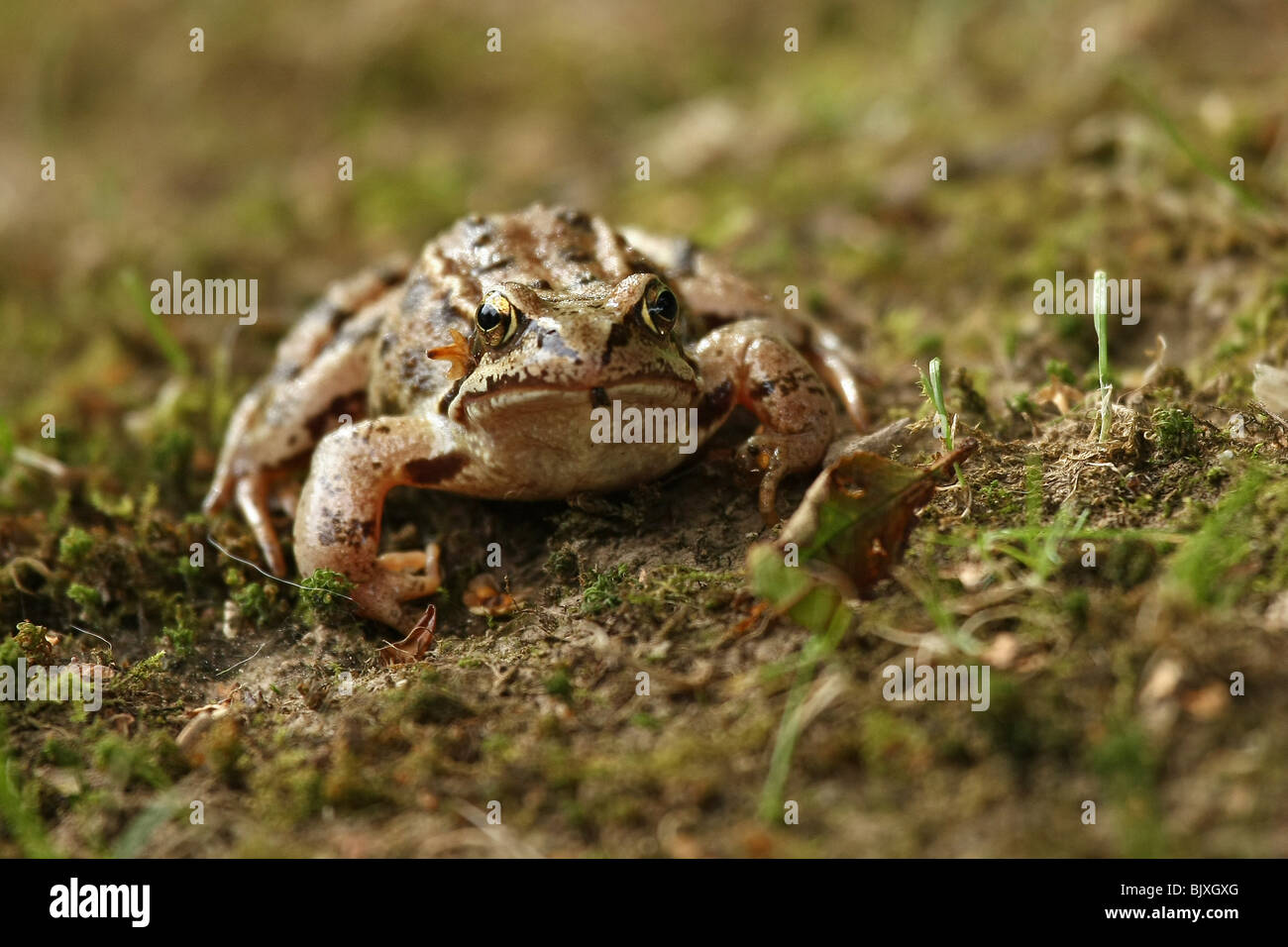 brown grass frog Stock Photo