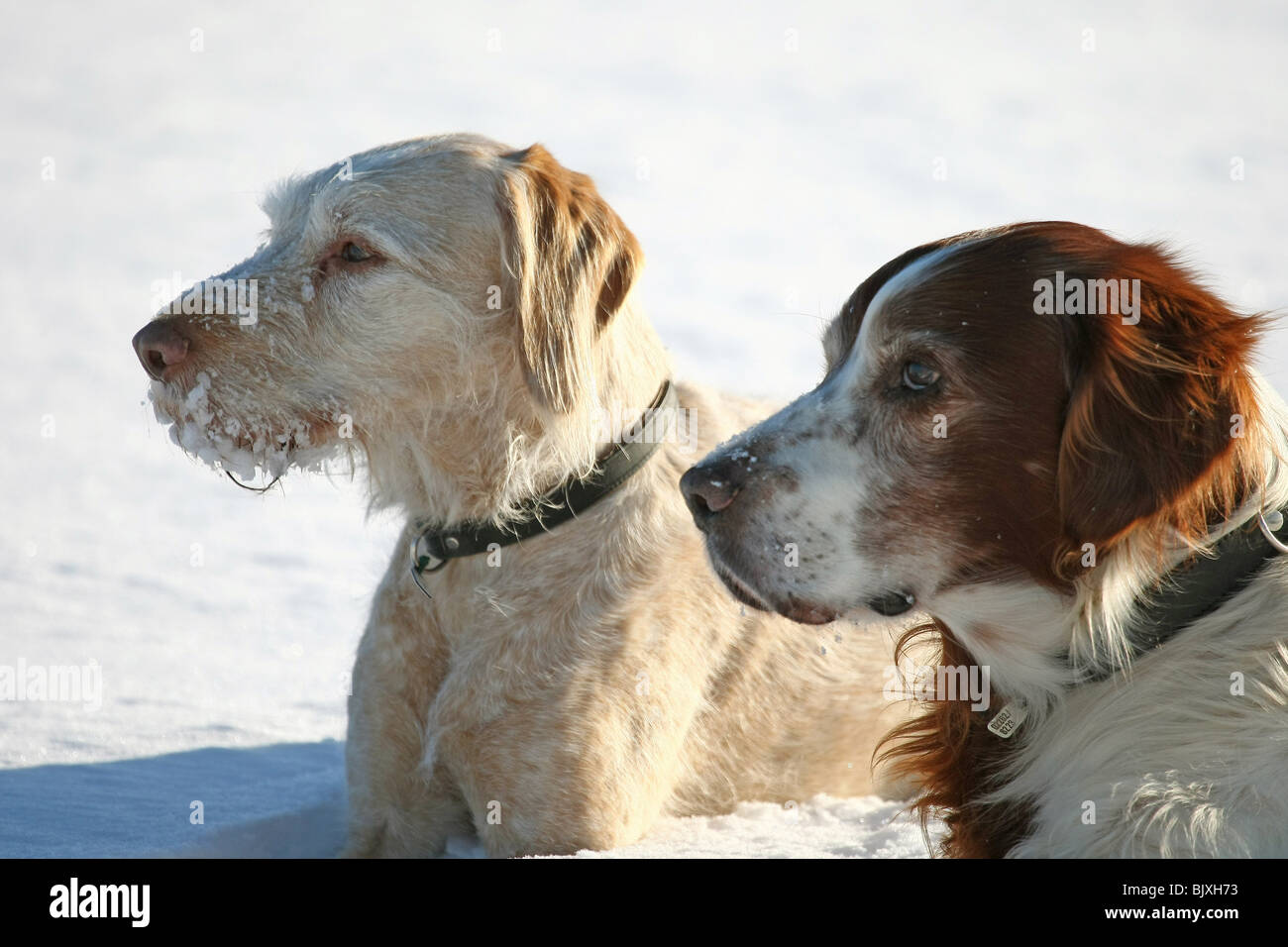 2 dogs in snow Stock Photo