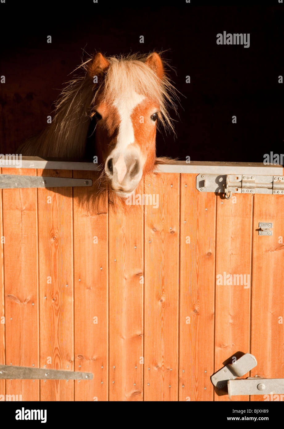 A Chestnut pony looking alertly over a stable door Stock Photo
