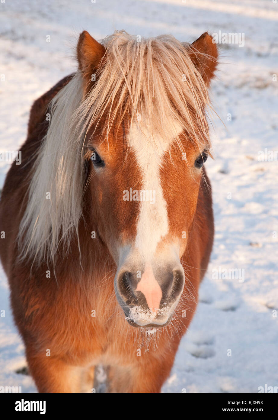 flaxen chestnut pony