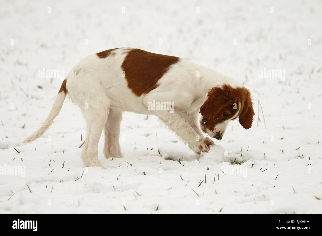 young Irish Red-and-White Setter in snow Stock Photo