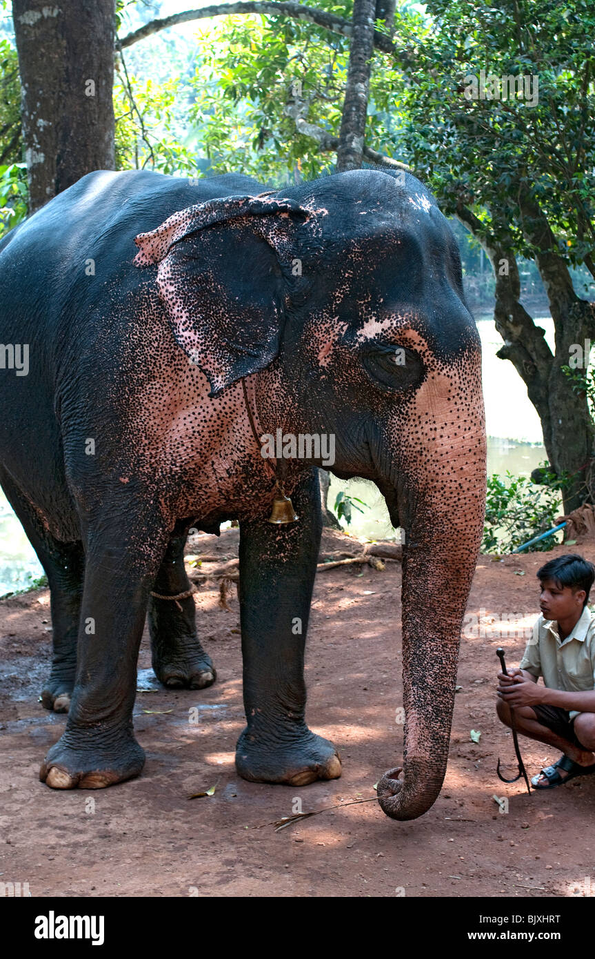 Elephant and Mahout at Tropical Spice Plantation, Ponda, Goa, India