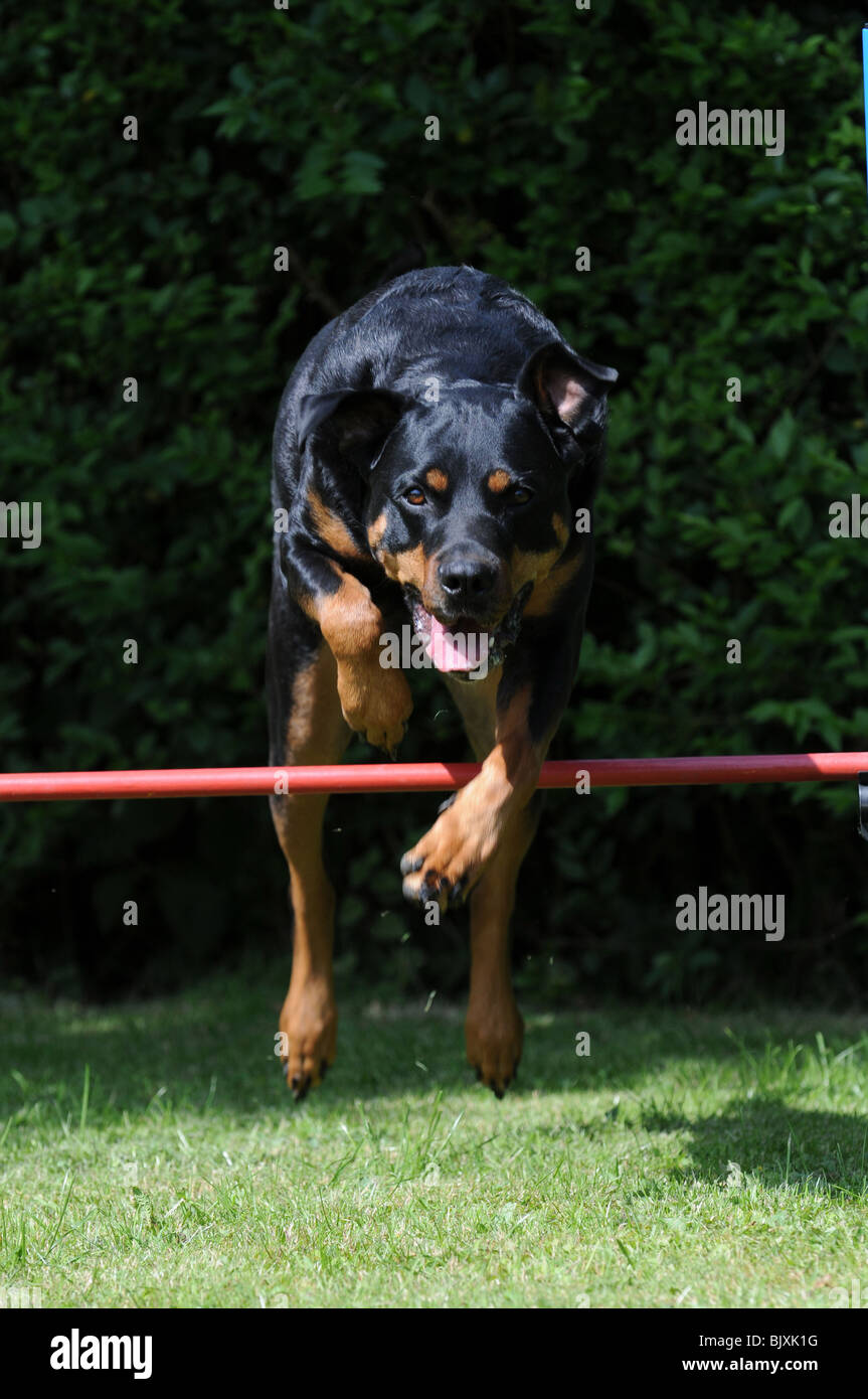 rottweiler at agility Stock Photo Alamy