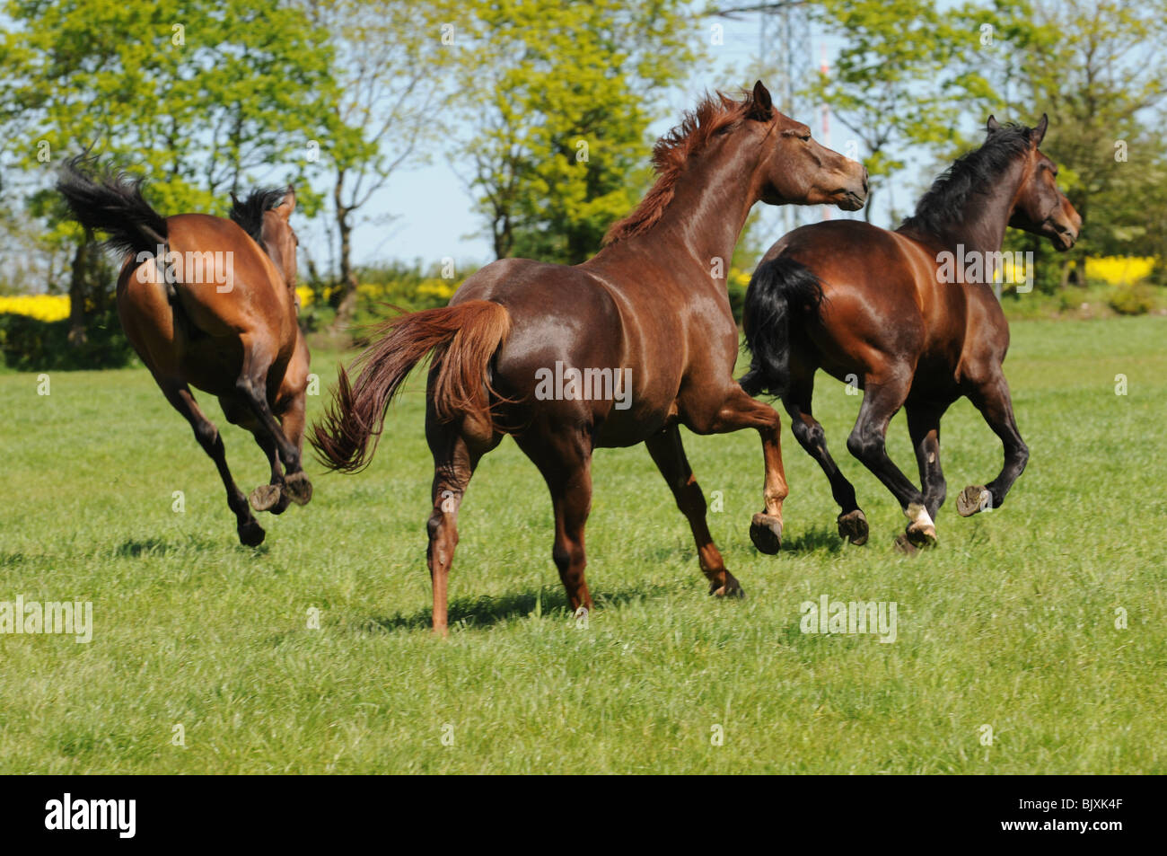 galloping Holsteiner horses Stock Photo