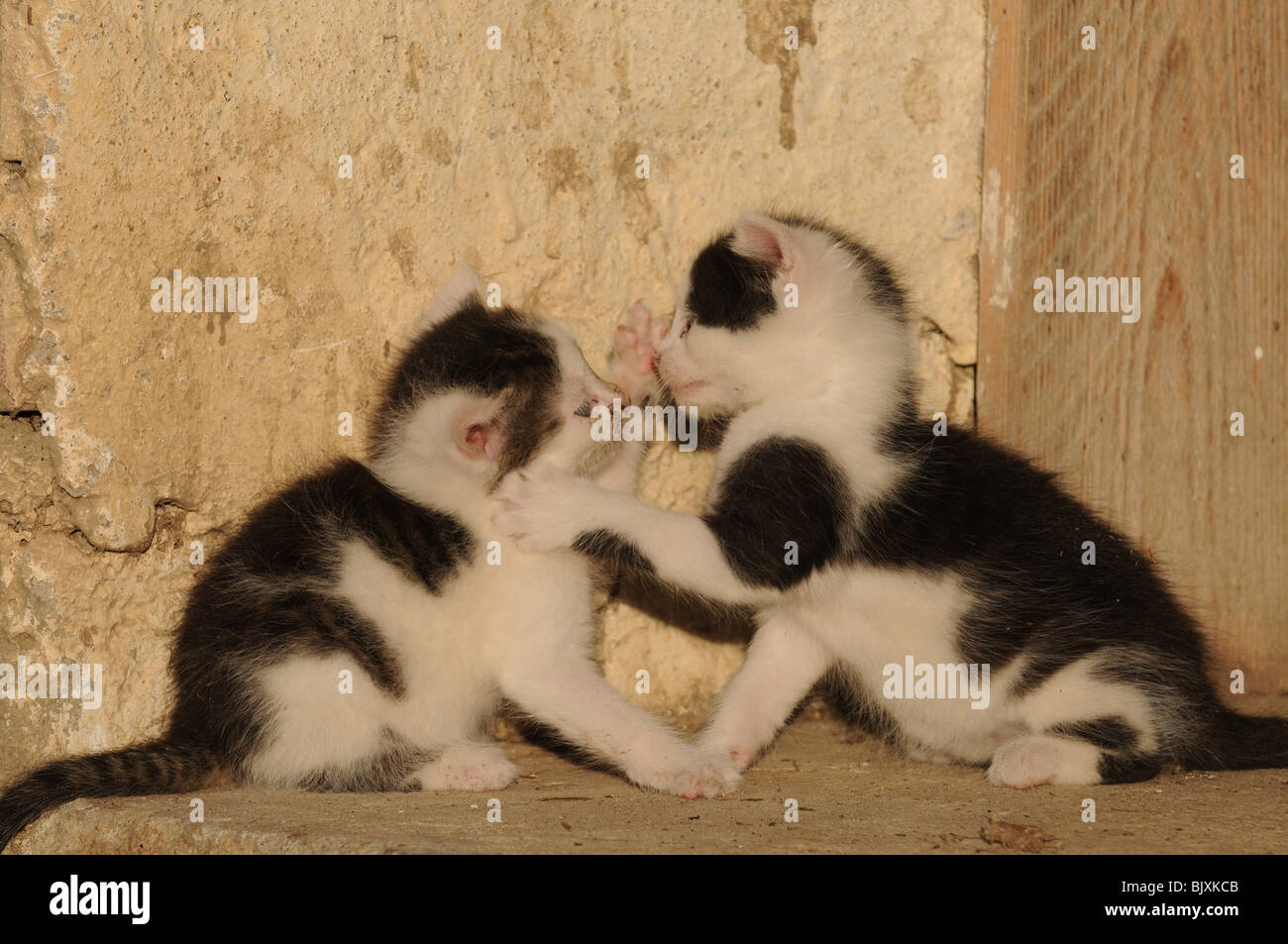 Tabby kittens playing outside hi-res stock photography and images - Alamy