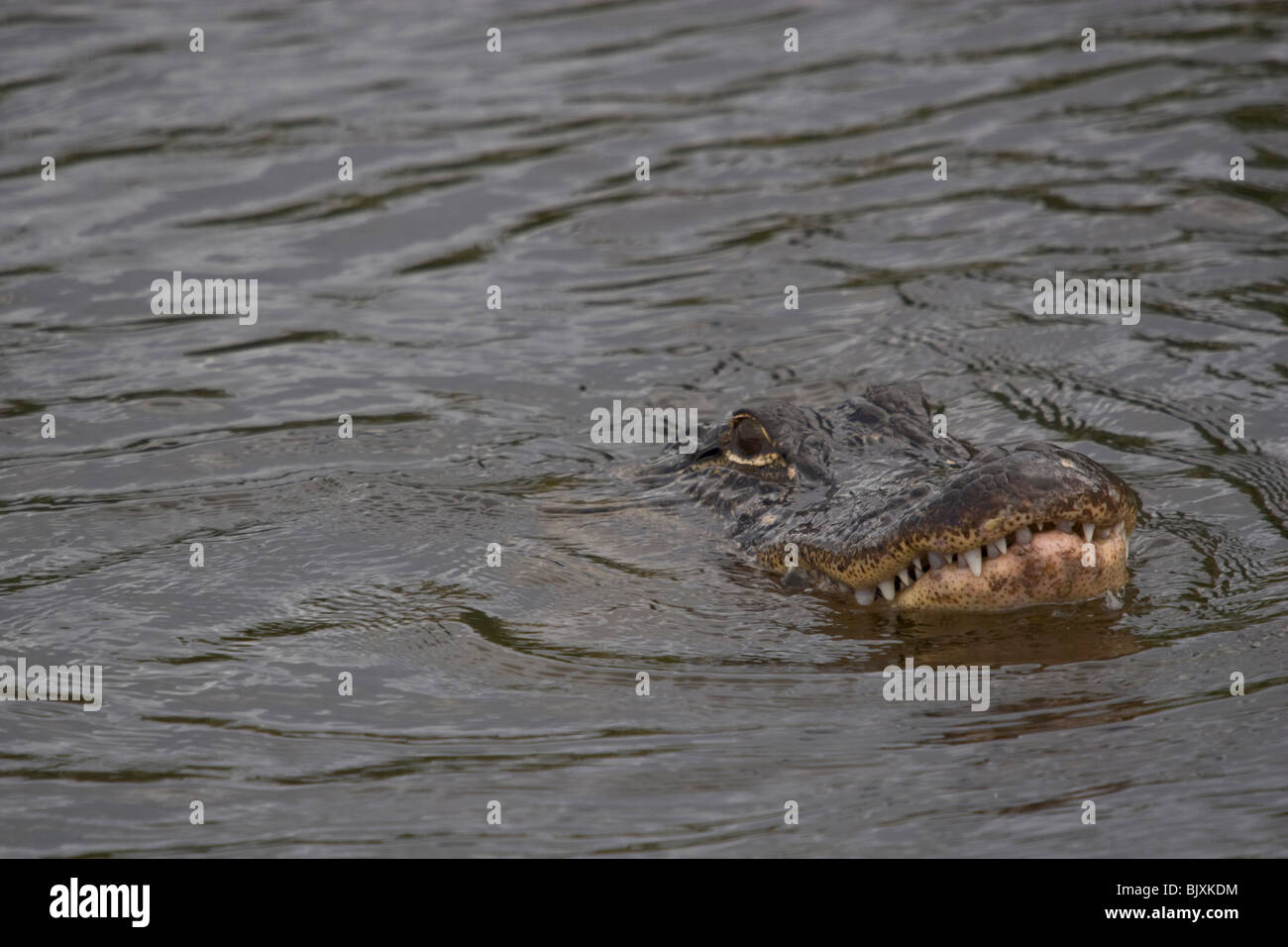 Mississippi river reptile hi-res stock photography and images - Alamy