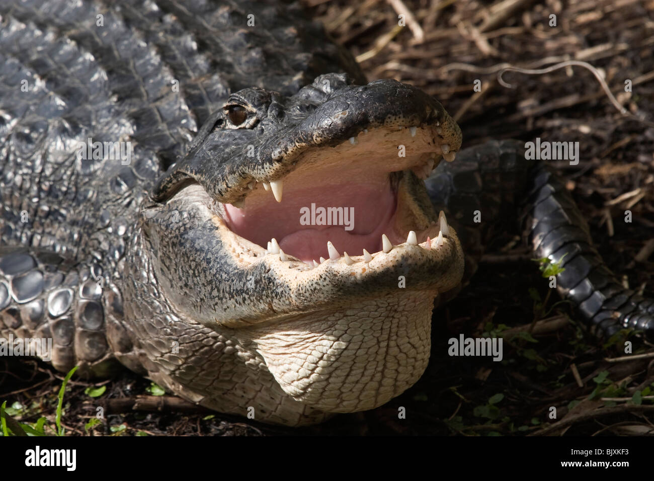 MississippiAlligator Stock Photo Alamy