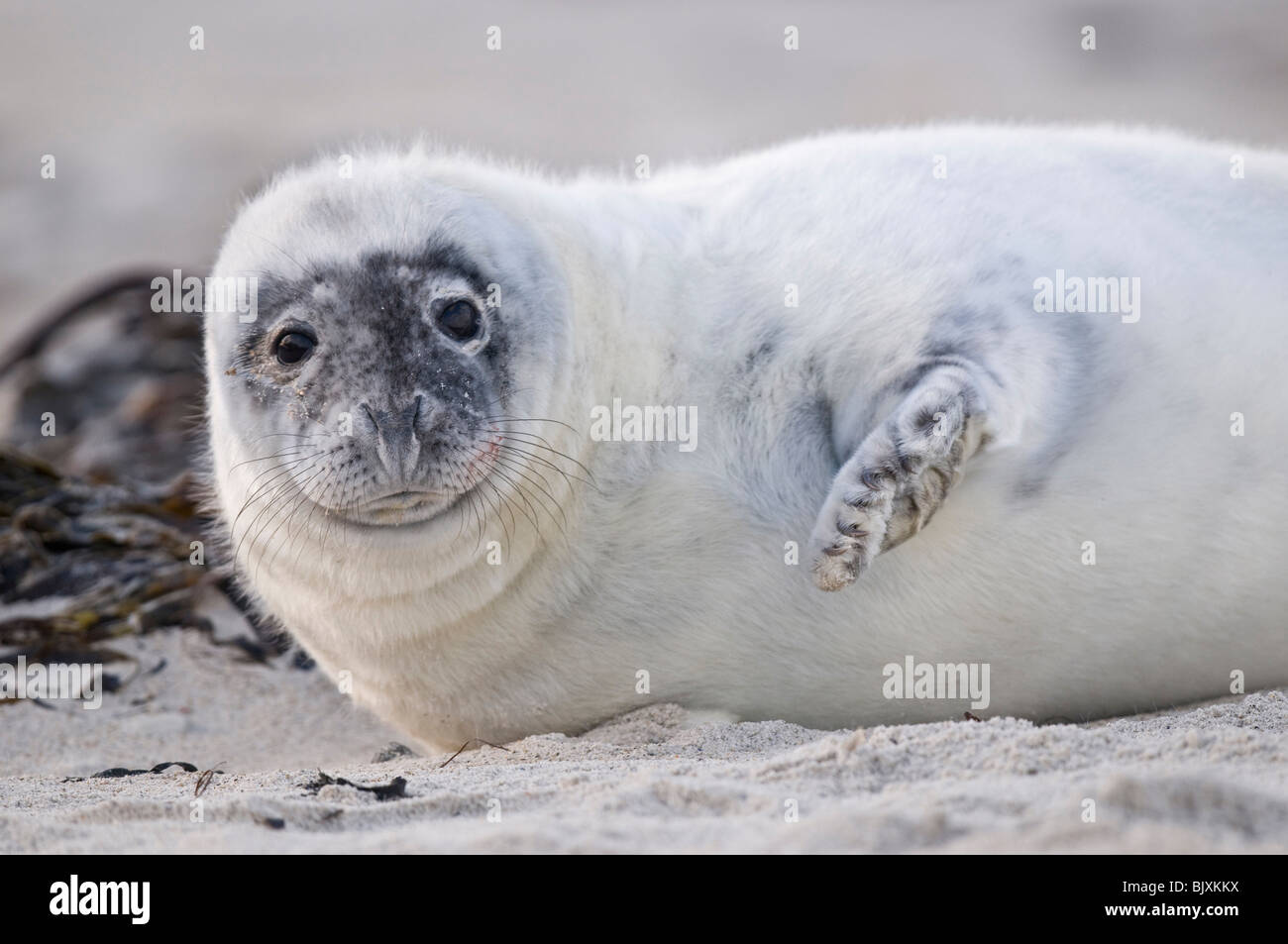 young grey seal Stock Photo - Alamy