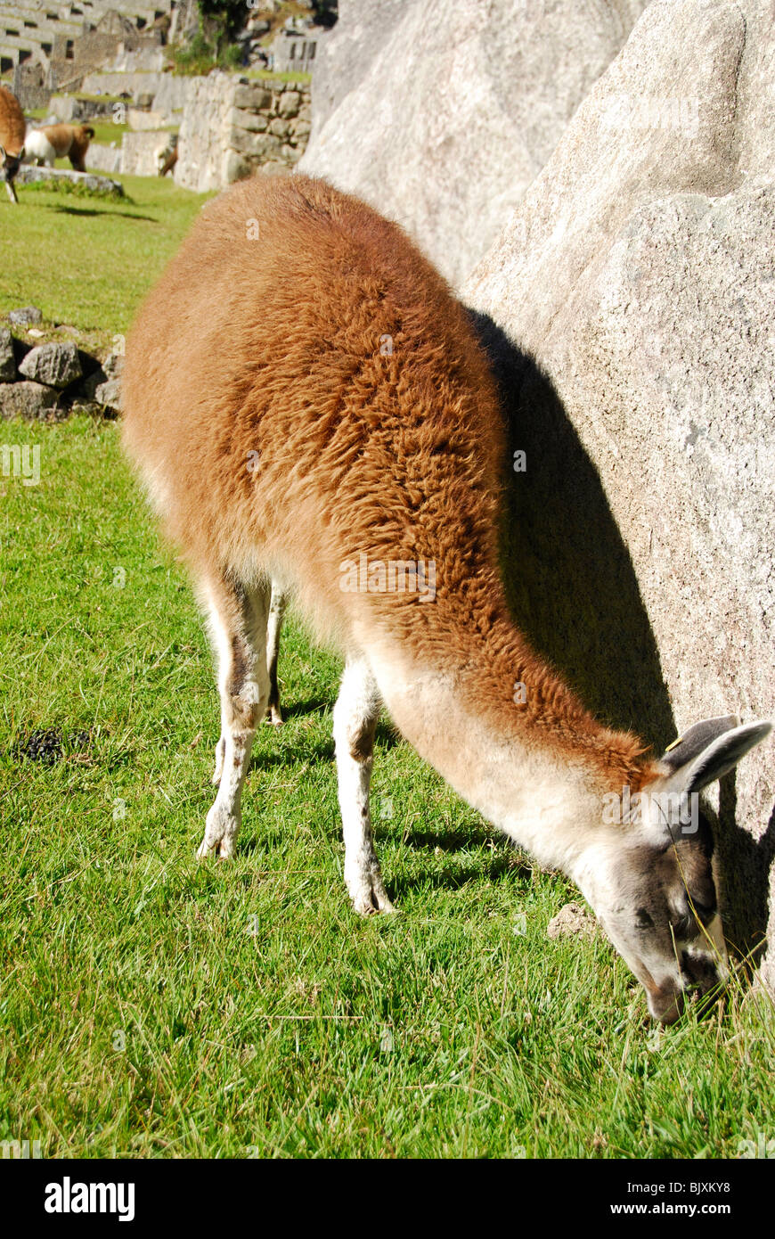 Machu picchu and llama hi-res stock photography and images - Alamy