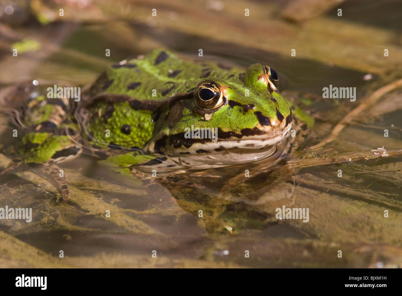 common water frog Stock Photo Alamy