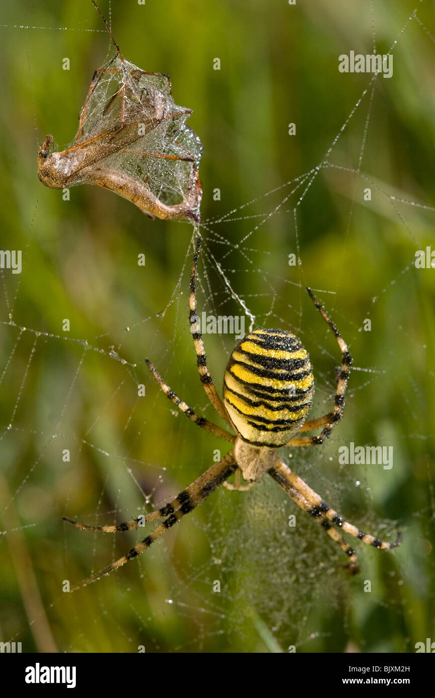 wasp spider with prey Stock Photo - Alamy