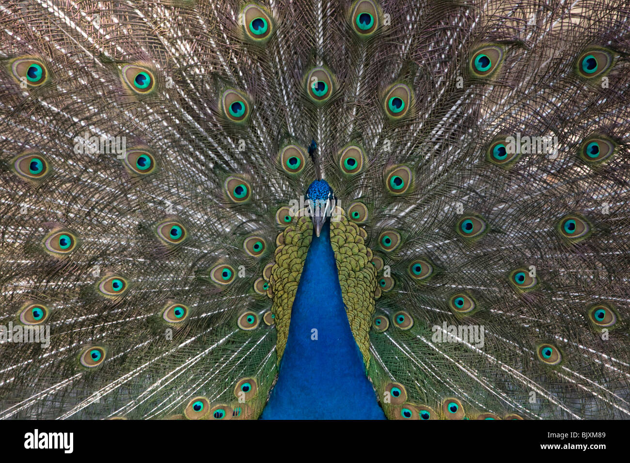 Peacock male frontal indian hi-res stock photography and images - Alamy
