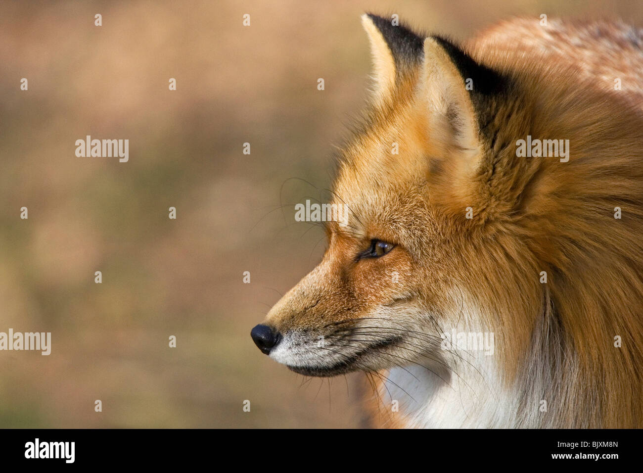 Side Profile Red Fox Vulpes Hi Res Stock Photography And Images Alamy