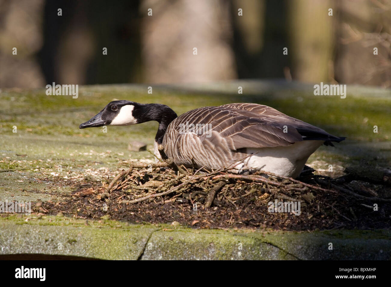 Brooding canada goose hi-res stock photography and images - Alamy