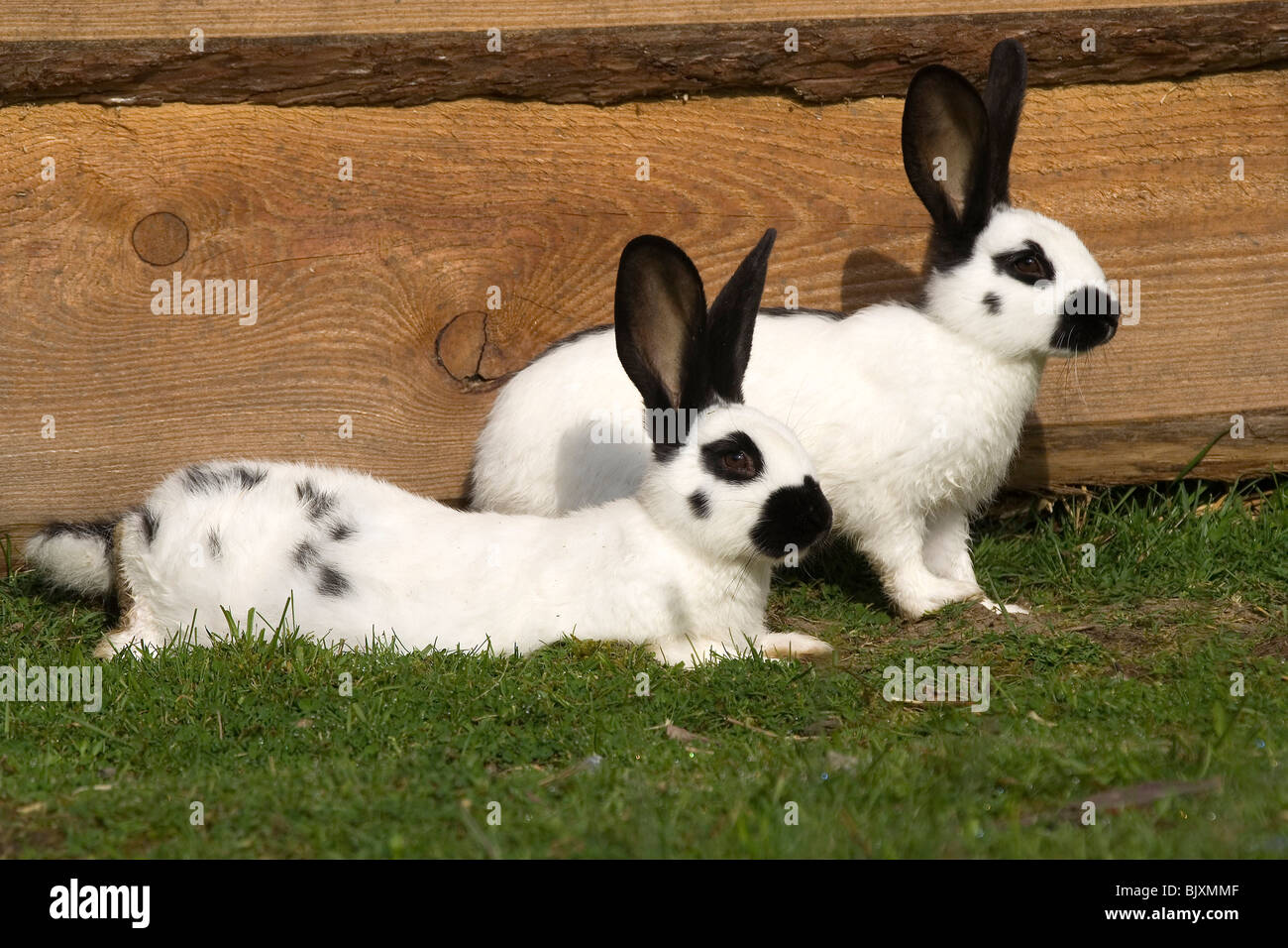 rabbit Stock Photo