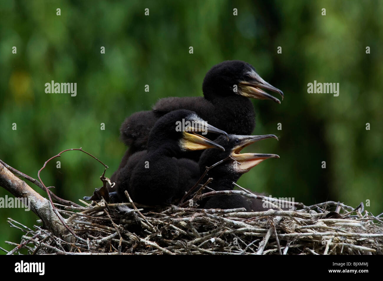 cormorants Stock Photo