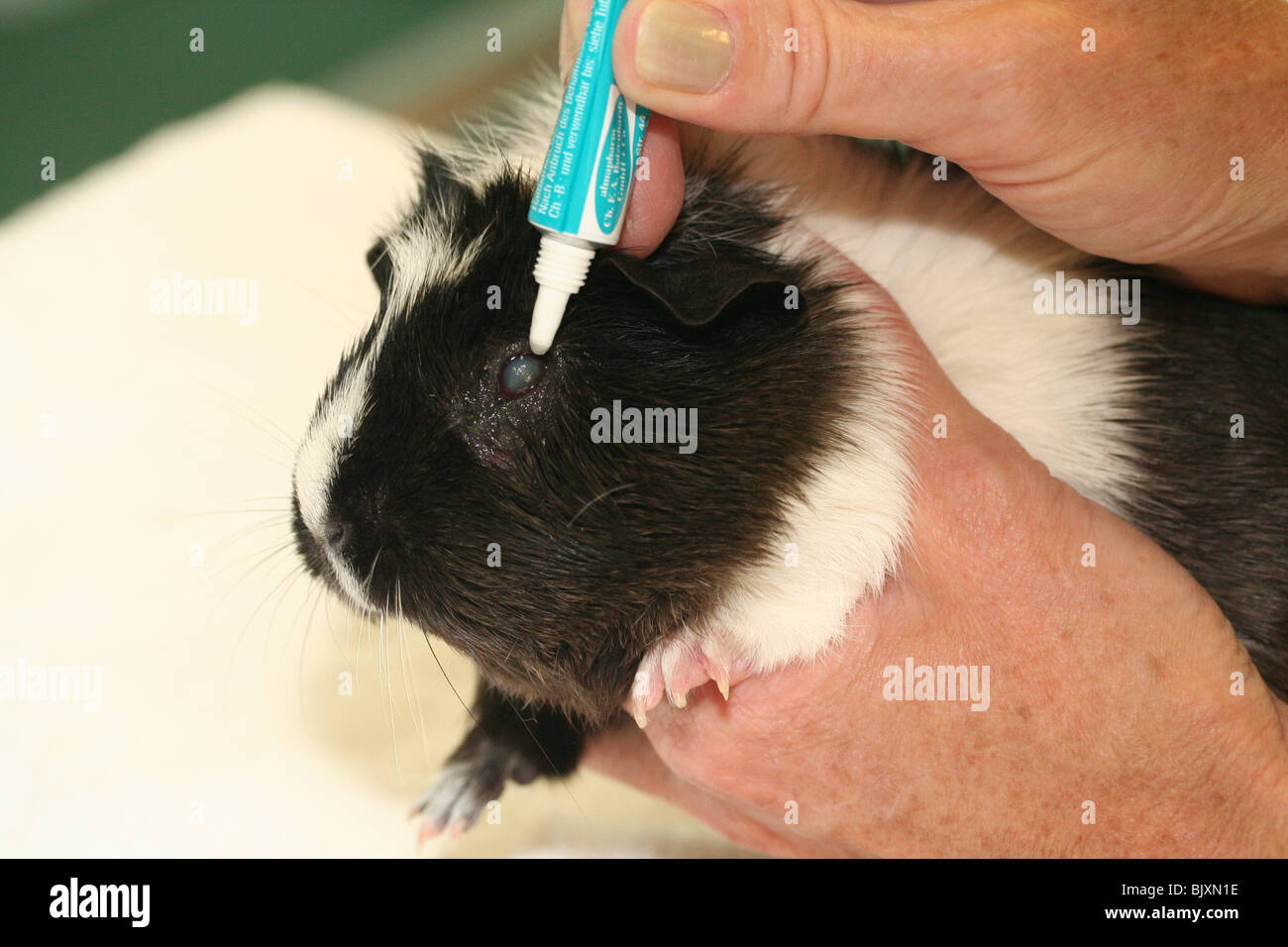 guinea pig gets eye ointment Stock Photo Alamy