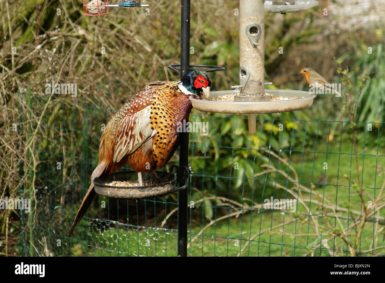 Common pheasant (Phasianus colchicus torquatus) male stood on tray at bird feediing station with robin on opposite side Stock Photo