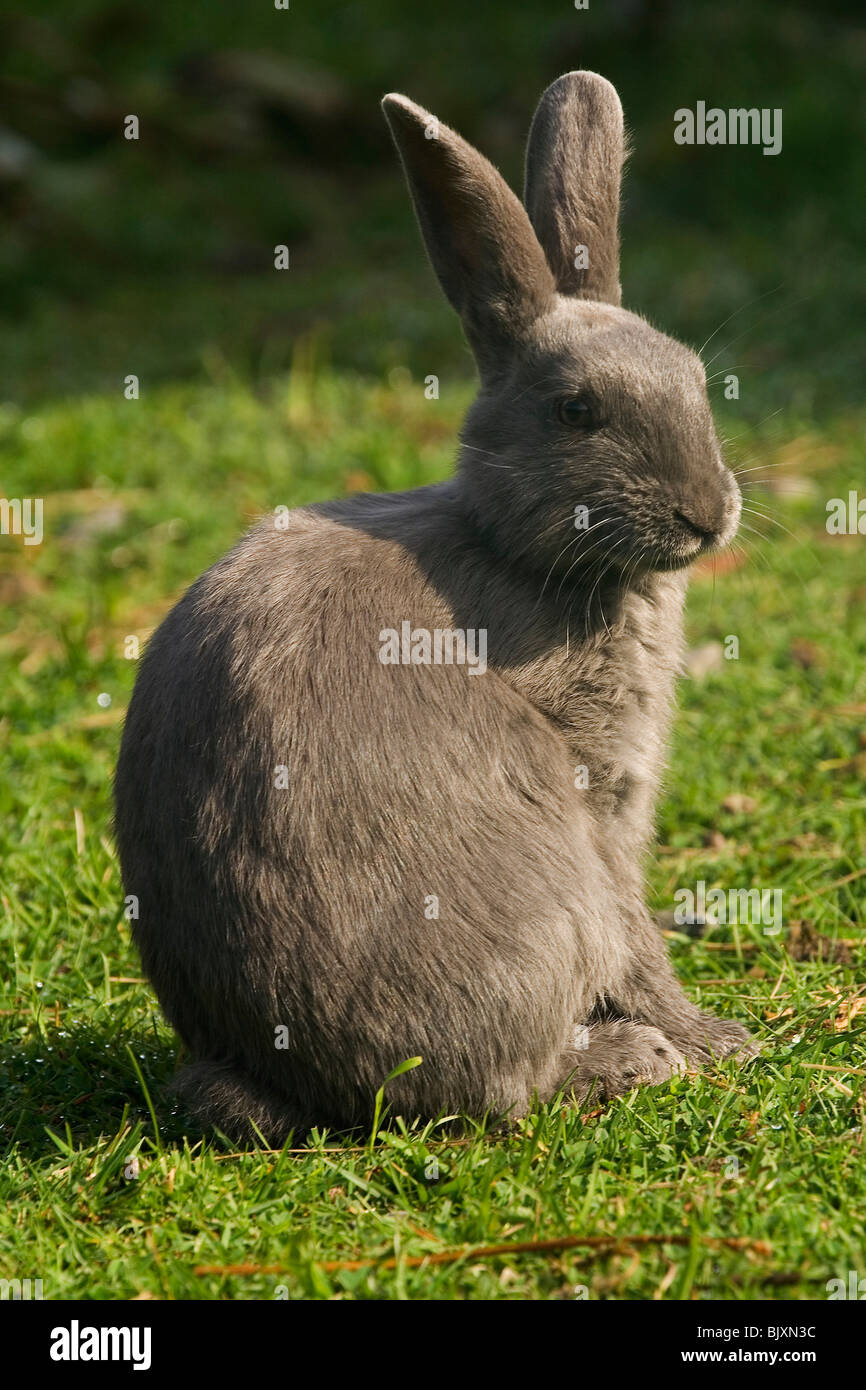 Grey rabbit sun hi-res stock photography and images - Alamy