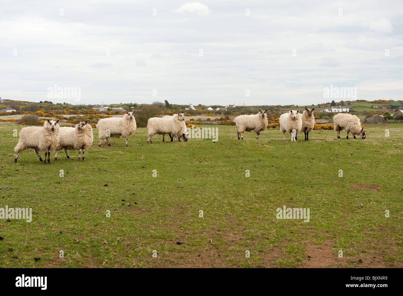 Sheep in field on Anglesey North Wales Stock Photo - Alamy