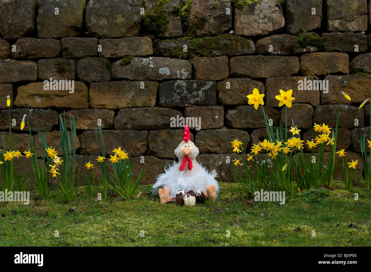 Fluffy Easter chicken cuddly toy and chocolate easter eggs. UK Stock Photo