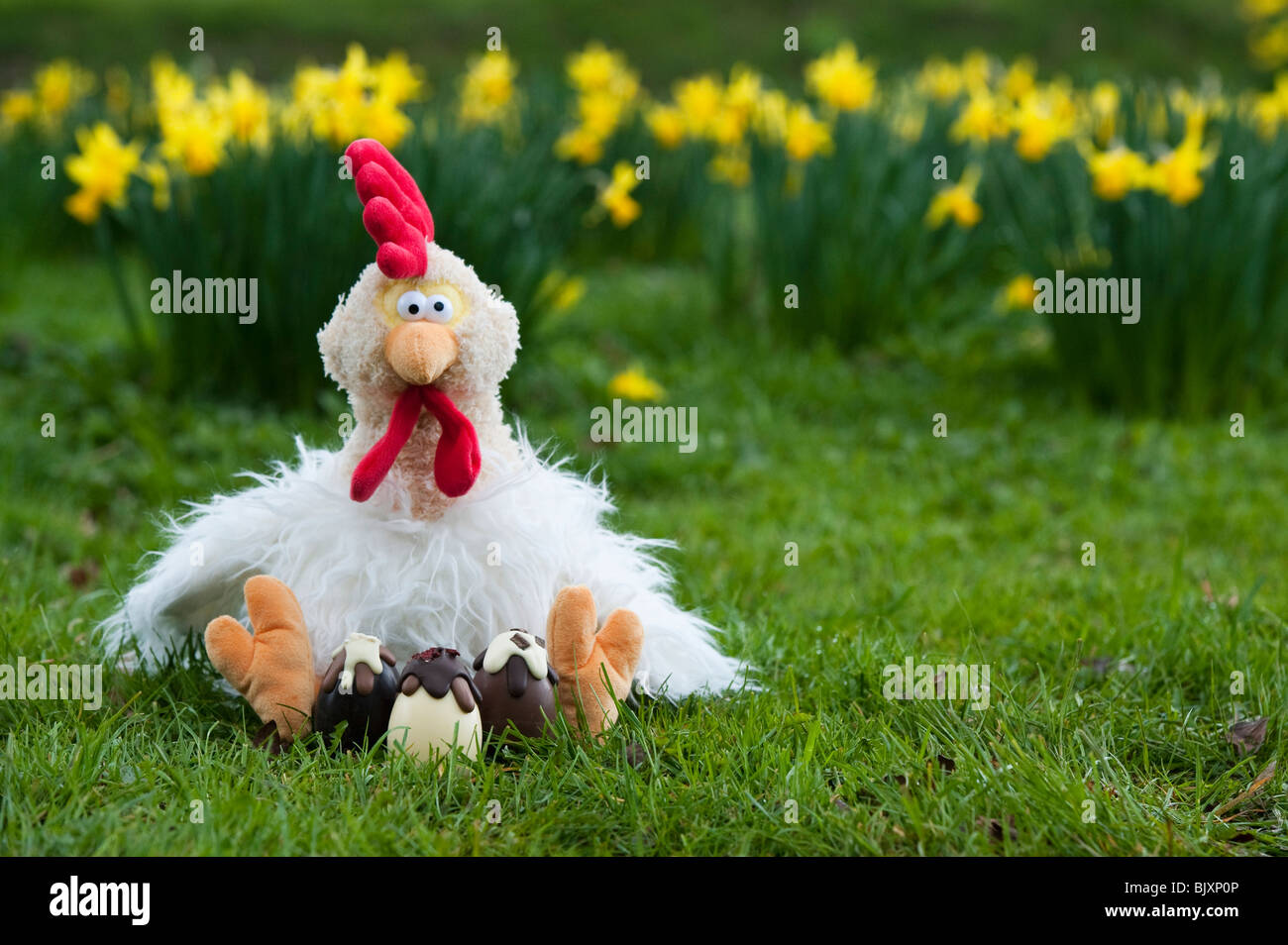 Fluffy Easter chicken cuddly toy and chocolate easter eggs. UK Stock Photo