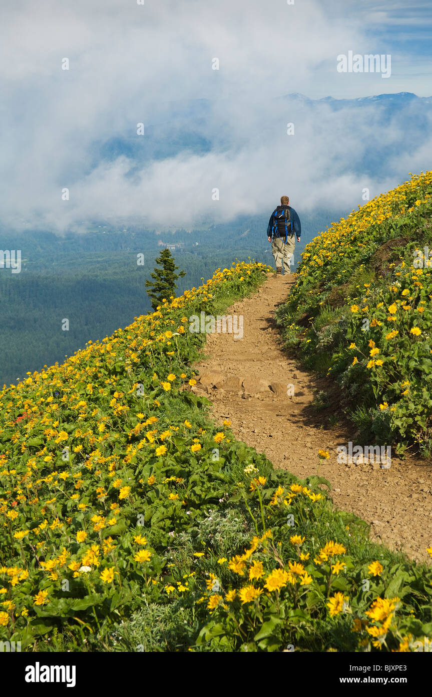 Hiker and balsamroot on Dog Mountain Trail, Columbia River Gorge National Scenic Area, Washington. Stock Photo