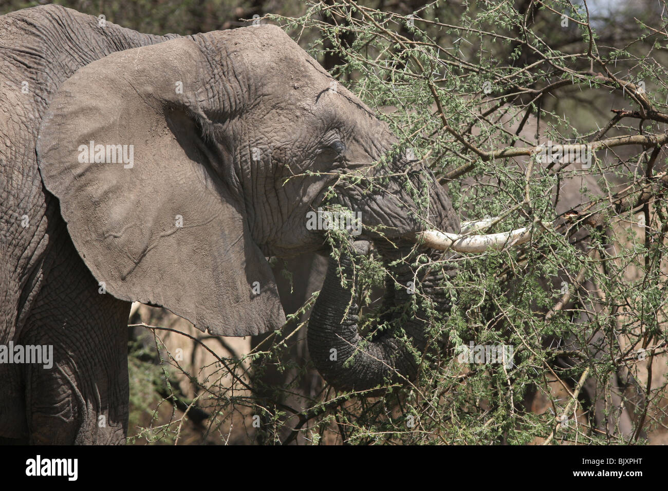 elephant eating acacia tree Tarangire river national park Stock Photo