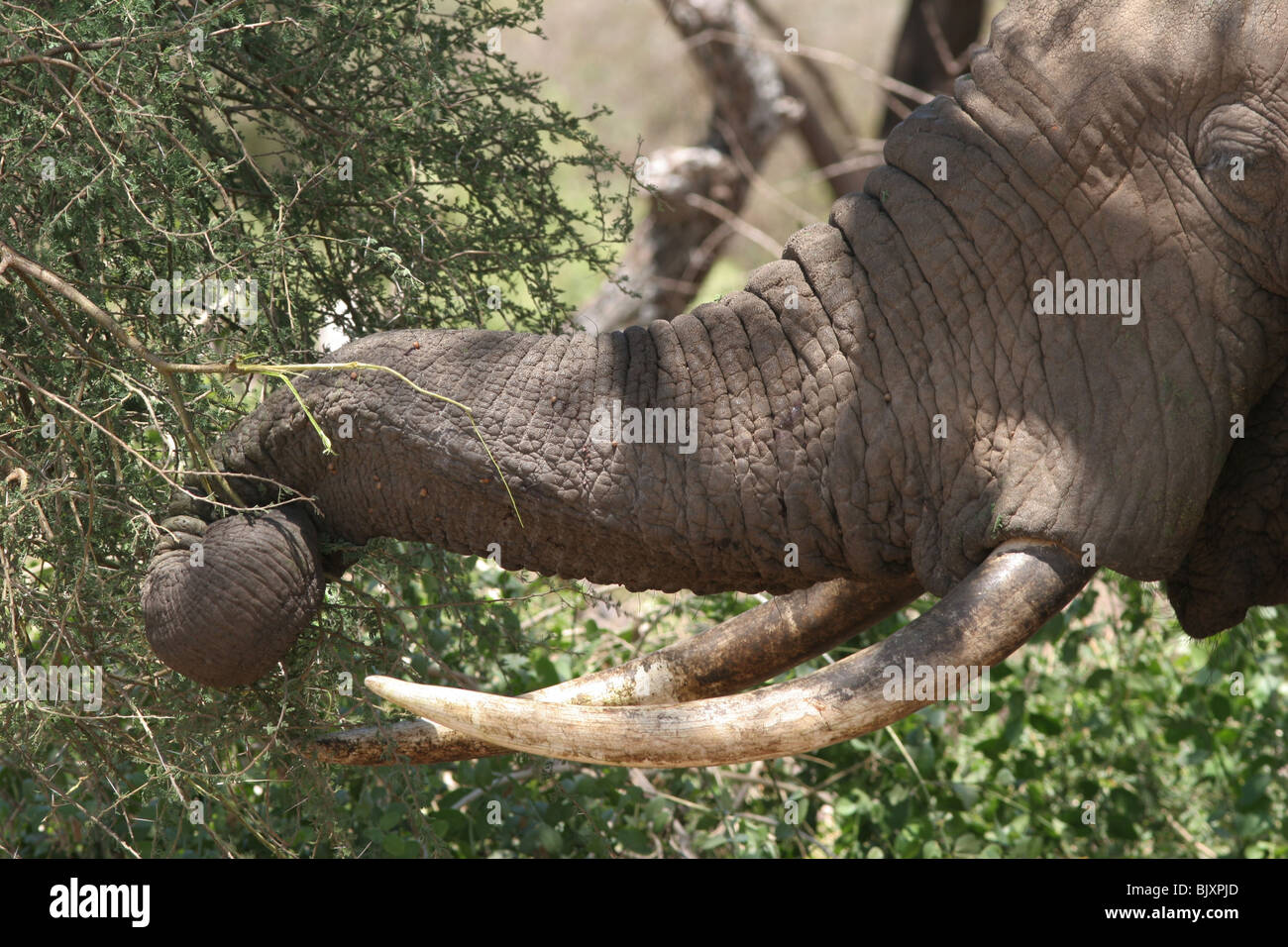 elephant eating acacia tree Tarangire river national park f Stock Photo