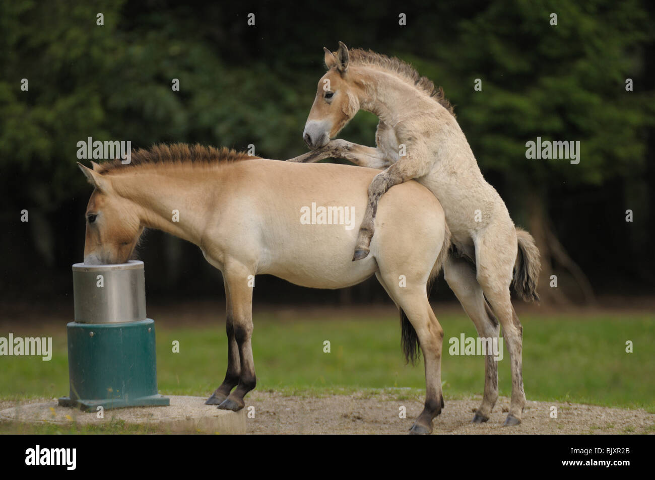 Horses drinking water hi-res stock photography and images - Page 7 - Alamy