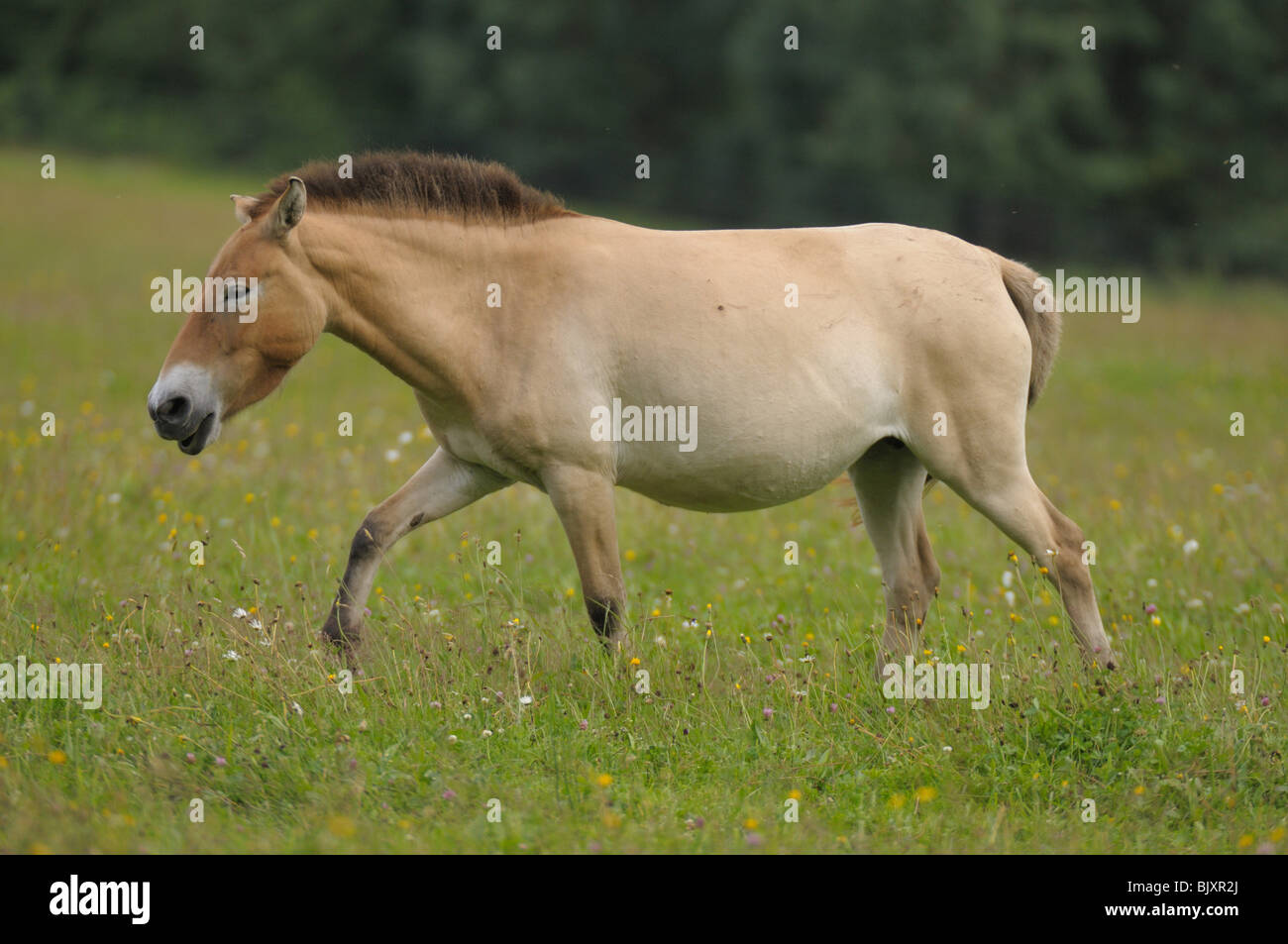 Przewalski horse Stock Photo