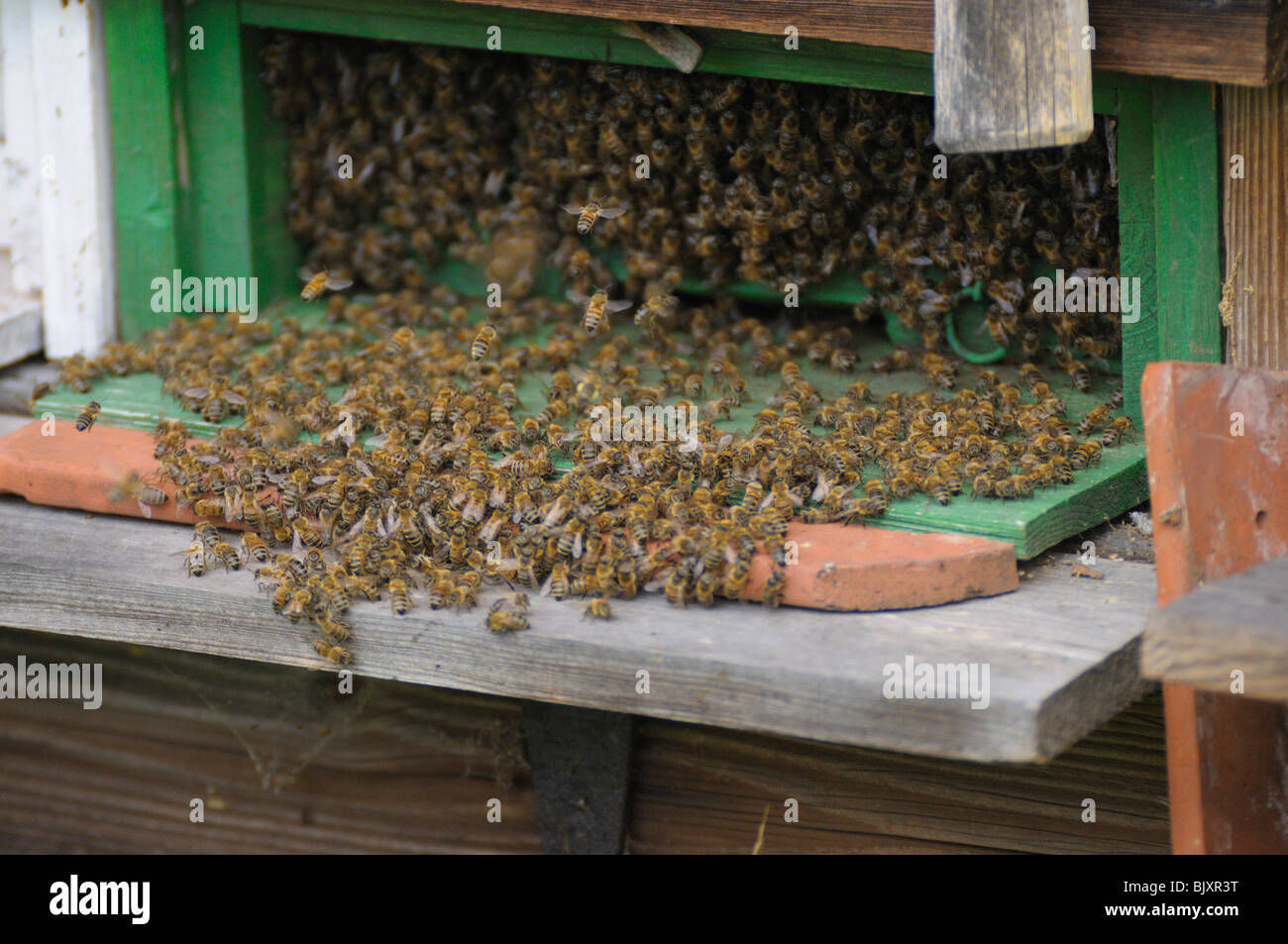 honeybees Stock Photo