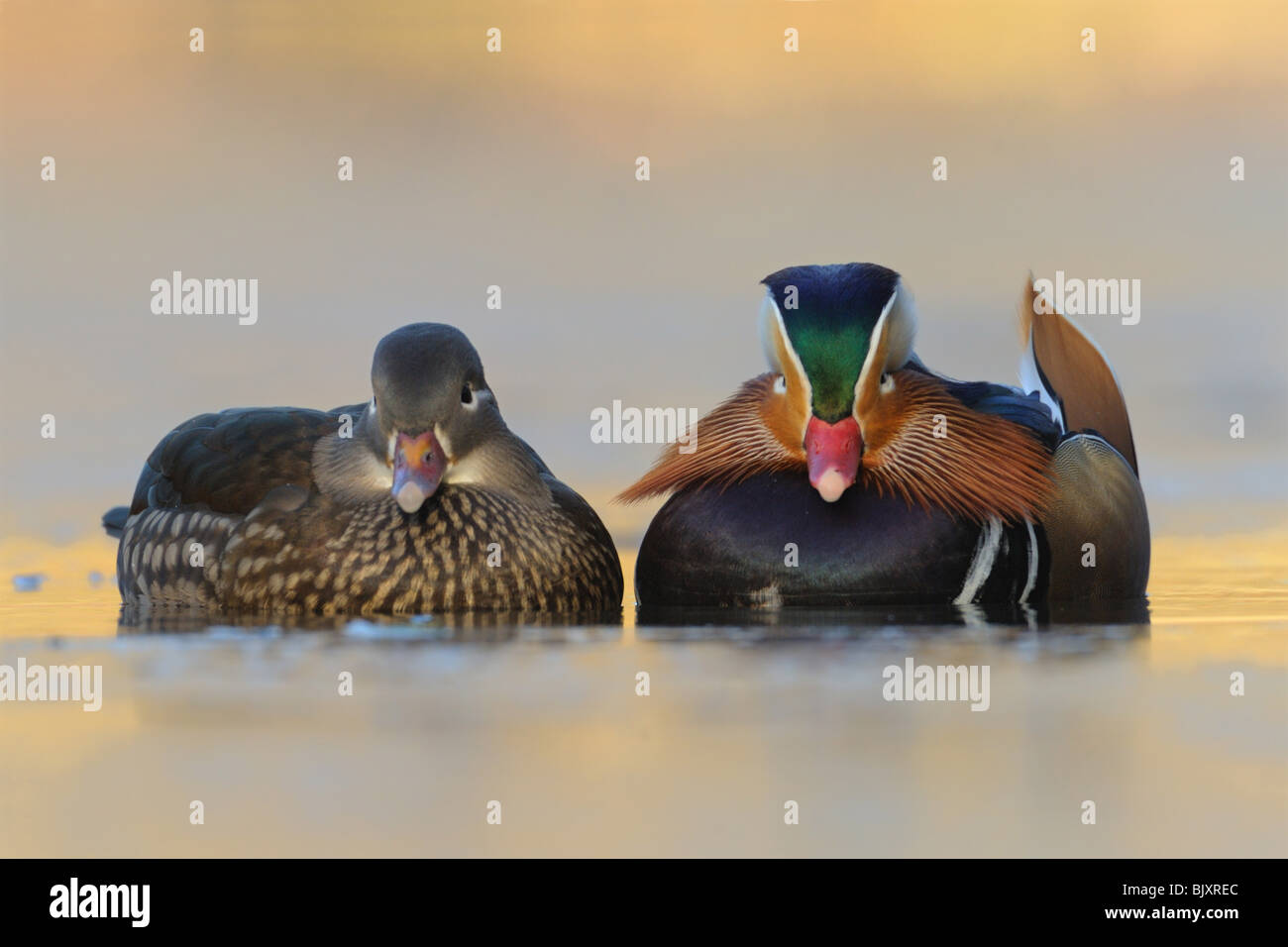 Mandrin Drake Two mandarin drakes hi-res stock photography and images - Alamy