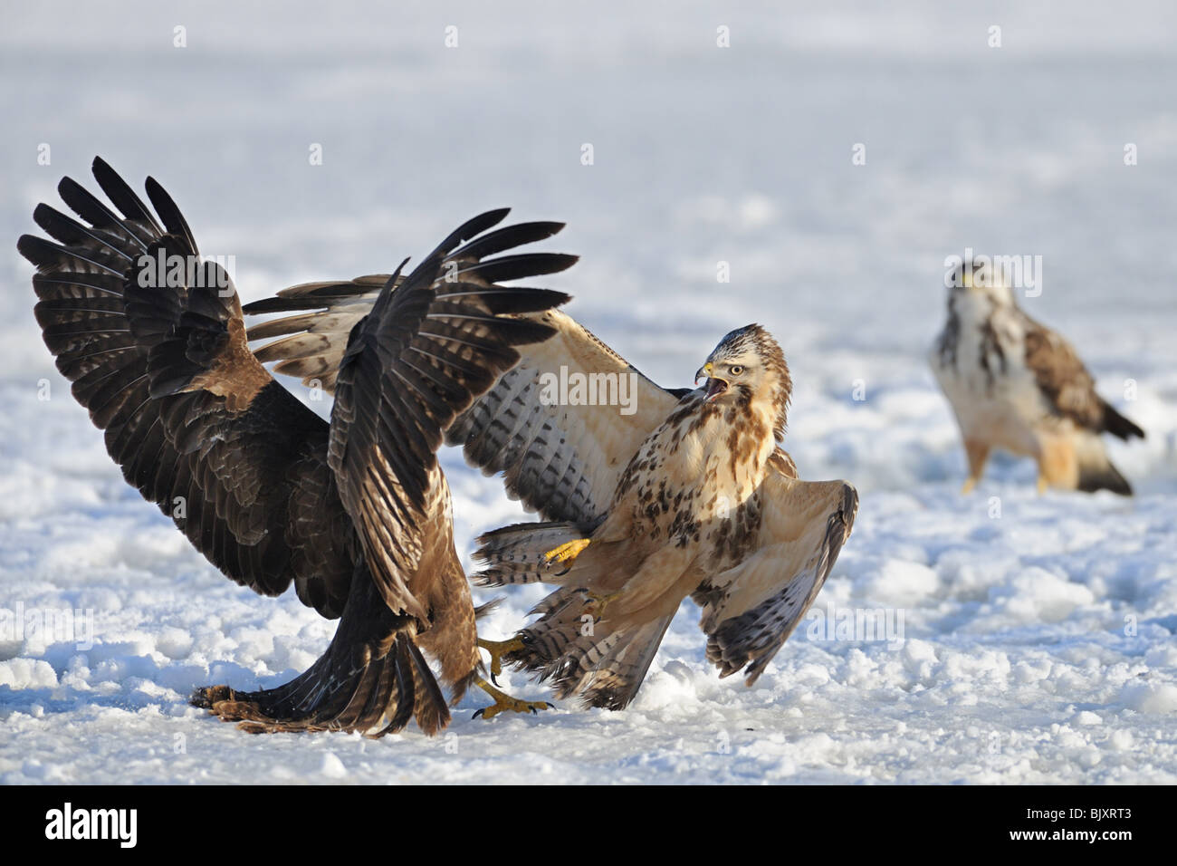 Buzzards Buzzards flapping wings hi-res stock photography and images - Alamy