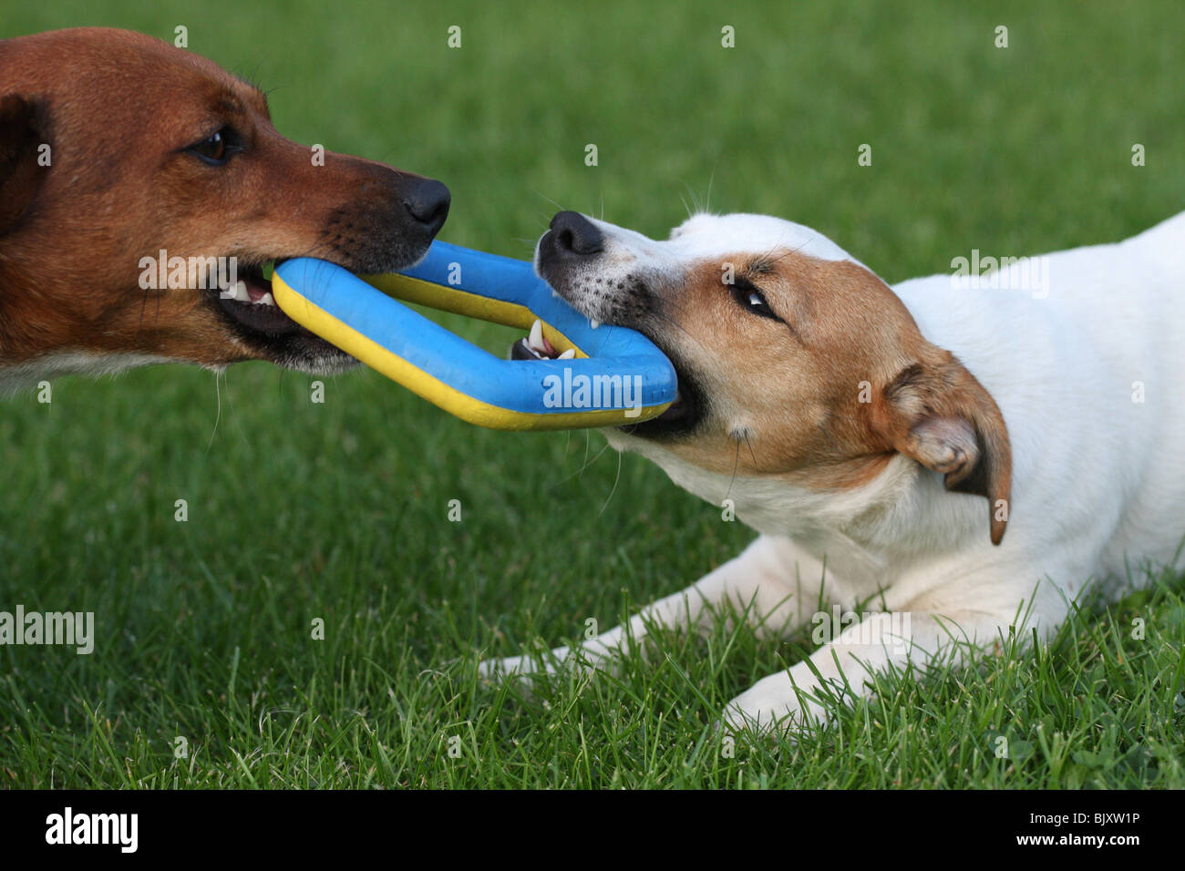 playing Jack Russell Terrier Stock Photo - Alamy