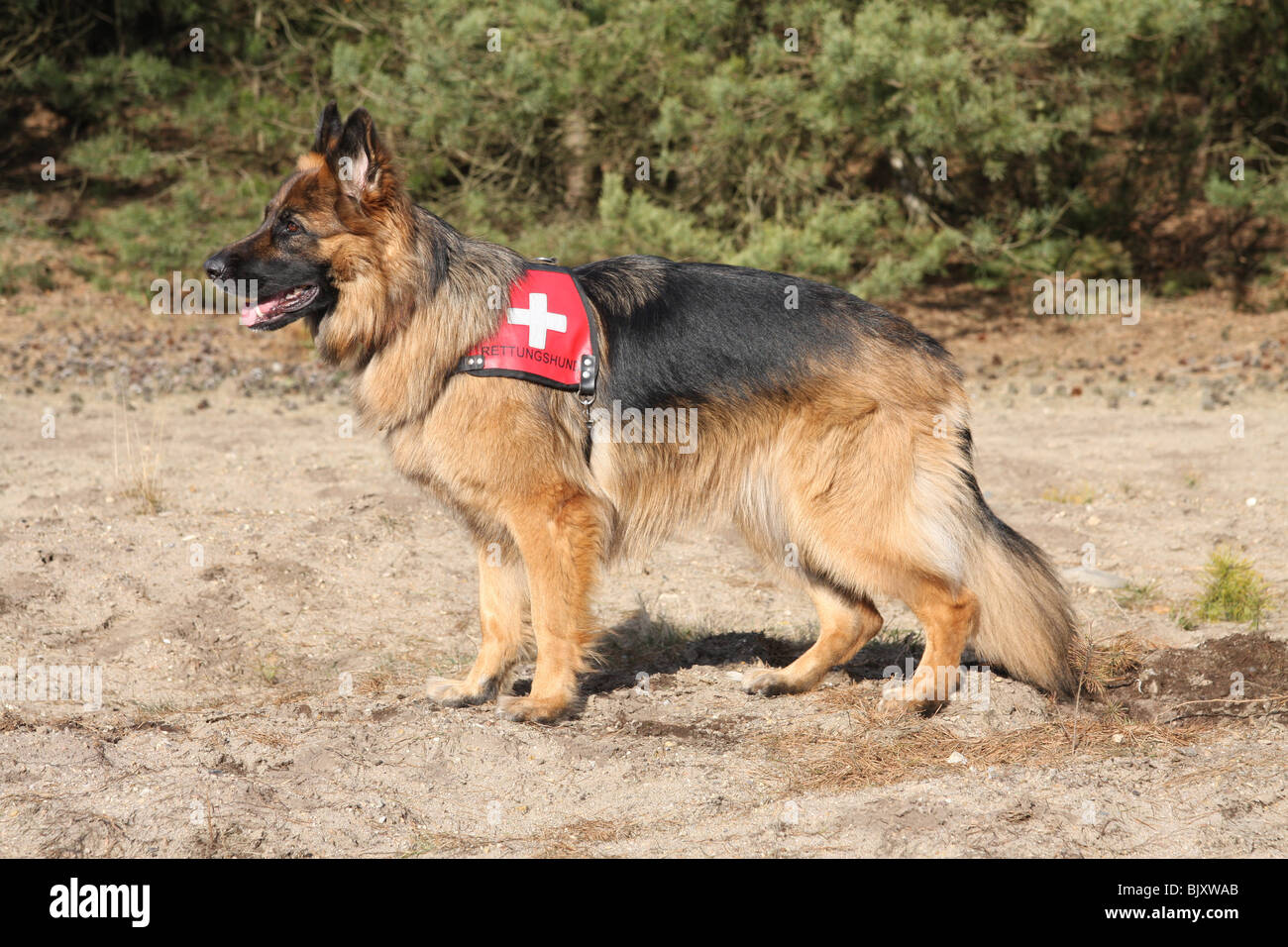 German shepherd rescue hi-res stock photography and images - Alamy