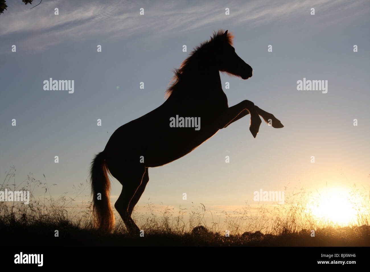 Pony crossbreed Stock Photo