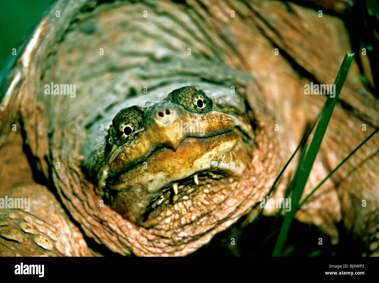 Amazing face of the common snapping turtle, Chelydra serpintina, close up Stock Photo