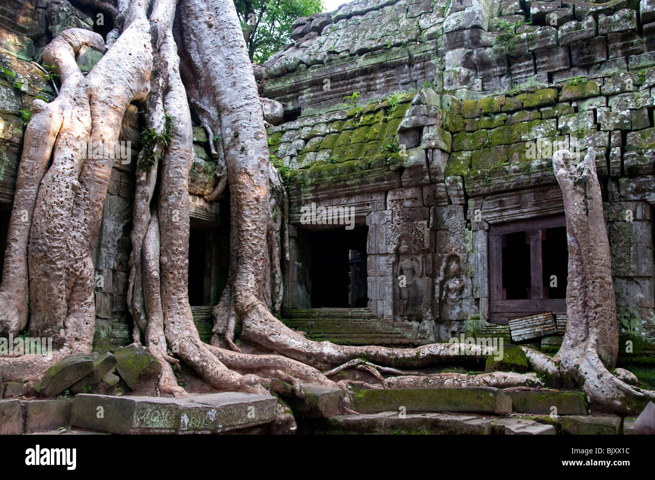 Tree roots covering building ruins hi-res stock photography and images ...