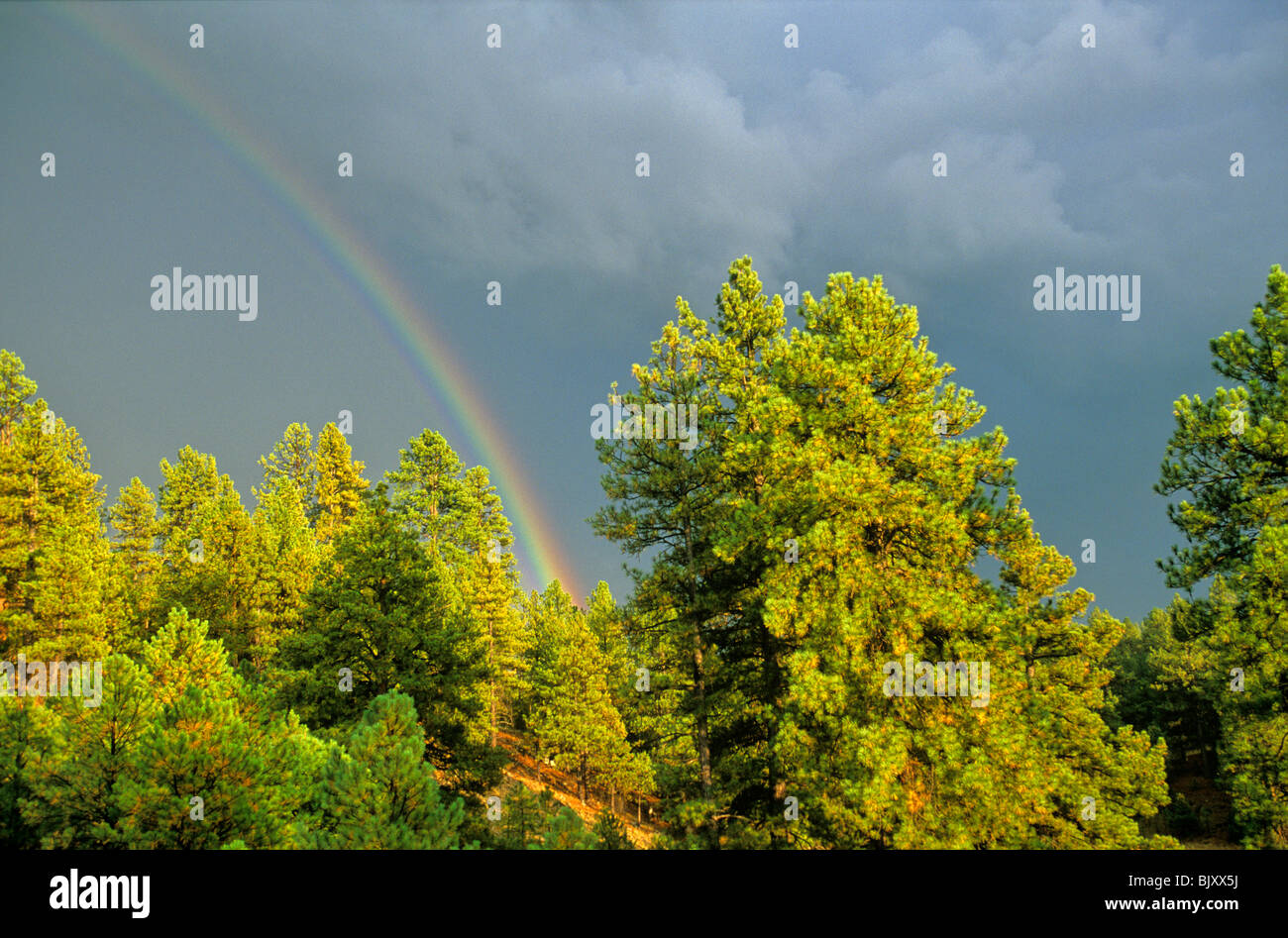 Rainbow over ponderosa pine forest after summer thunderstorm, Coconino National Forest, Flagstaff, Arizona, USA Stock Photo