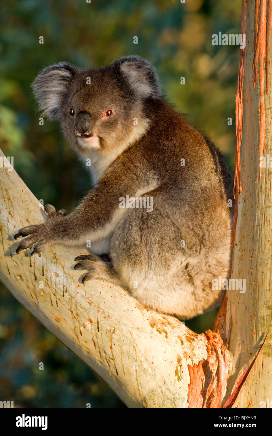 Koala bear sitting in tree hi-res stock photography and images - Alamy