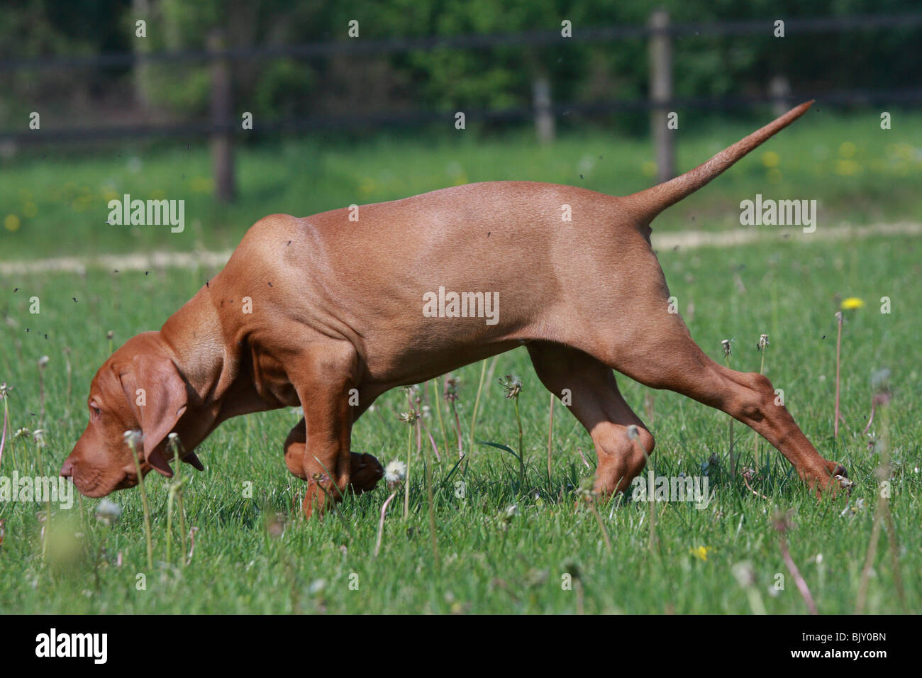 How Long Should I Walk My Vizsla Puppy