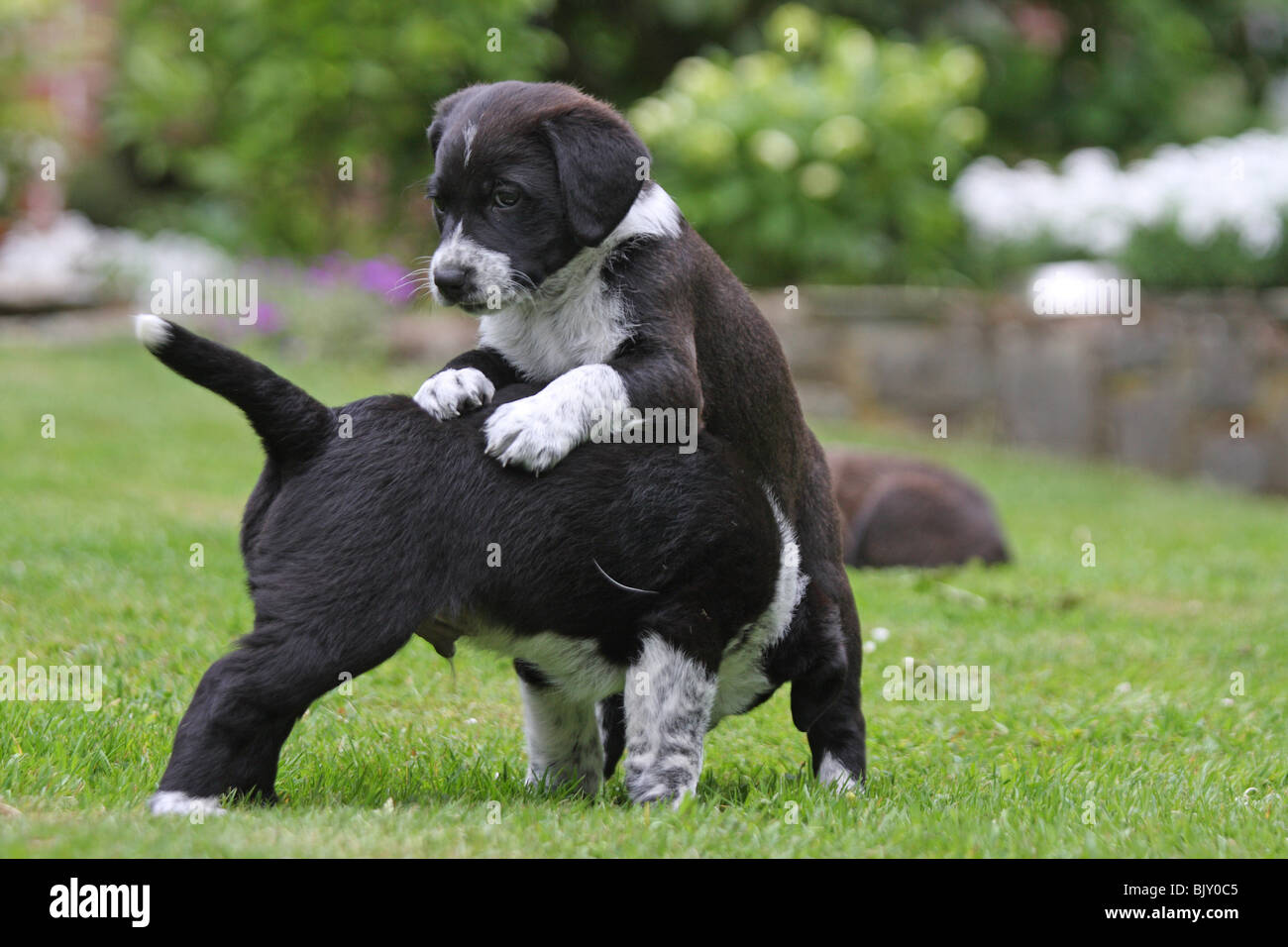 playing mongrel puppies Stock Photo